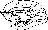 Ringer's Solution: figure 1 from the 1928–1936 encyclopedia article