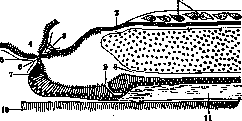 Ringer's Solution: figure 2 from the 1928–1936 encyclopedia article