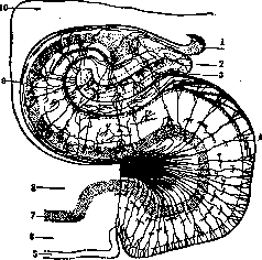 Ringer's Solution: figure 10 from the 1928–1936 encyclopedia article