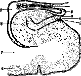 Ringer's Solution: figure 9 from the 1928–1936 encyclopedia article