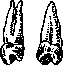 Bicuspid: figure 1 from the 1928–1936 encyclopedia article