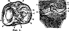 Articular Menisci: figure 4 from the 1928–1936 encyclopedia article