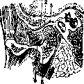 Articular Menisci: figure 2 from the 1928–1936 encyclopedia article