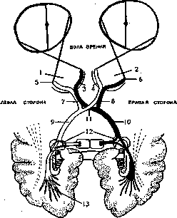 Hemianopsia: figure 5 from the 1928–1936 encyclopedia article