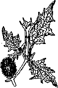Dourine: figure 2 from the 1928–1936 encyclopedia article