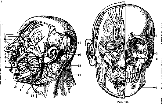 Facial Nerve (FACIAL NERVE, see Facialis): figure 10 from the 1928–1936 encyclopedia article