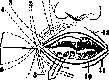 Facial Nerve (FACIAL NERVE, see Facialis): figure 9 from the 1928–1936 encyclopedia article