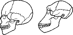 Facial Nerve (FACIAL NERVE, see Facialis): figure 2 from the 1928–1936 encyclopedia article