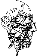 Facial Nerve (FACIAL NERVE, see Facialis): figure 16 from the 1928–1936 encyclopedia article