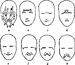 Facial Nerve (FACIAL NERVE, see Facialis): figure 8 from the 1928–1936 encyclopedia article