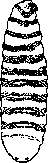 Wohlfahrt Fly: figure 2 from the 1928–1936 encyclopedia article