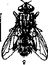Wohlfahrt Fly: figure 1 from the 1928–1936 encyclopedia article