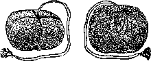 Contraceptives: figure 19 from the 1928–1936 encyclopedia article