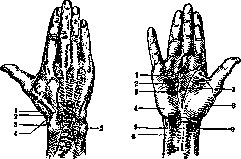 Hand: figure 4 from the 1928–1936 encyclopedia article