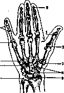 Hand: figure 7 from the 1928–1936 encyclopedia article