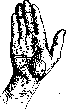 Hand: figure 14 from the 1928–1936 encyclopedia article