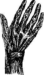 Hand: figure 6 from the 1928–1936 encyclopedia article