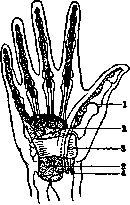 Hand: figure 3 from the 1928–1936 encyclopedia article