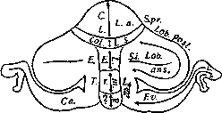Bolk Schema: figure 1 from the 1928–1936 encyclopedia article