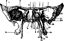 Sphenoid Bone (the main bone located posteriorly - foramen): figure 2 from the 1928–1936 encyclopedia article