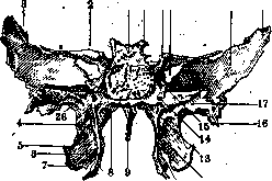 Sphenoid Bone (the main bone located posteriorly - foramen): figure 1 from the 1928–1936 encyclopedia article