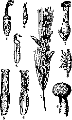 Spores: figure 1 from the 1928–1936 encyclopedia article