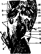 Popliteal Fossa: figure 5 from the 1928–1936 encyclopedia article