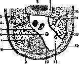 Popliteal Fossa: figure 3 from the 1928–1936 encyclopedia article