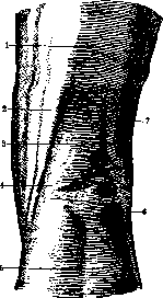 Popliteal Fossa: figure 1 from the 1928–1936 encyclopedia article