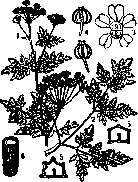 Symptomatic Pains: figure 1 from the 1928–1936 encyclopedia article