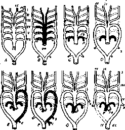 Aolan: figure 8 from the 1928–1936 encyclopedia article