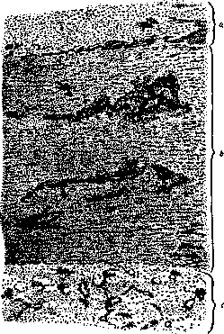 Aolan: figure 10 from the 1928–1936 encyclopedia article