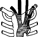 Aolan: figure 1 from the 1928–1936 encyclopedia article