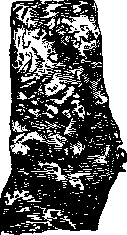 Aolan: figure 9 from the 1928–1936 encyclopedia article