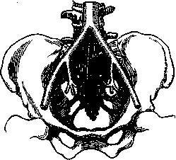 Aolan: figure 4 from the 1928–1936 encyclopedia article