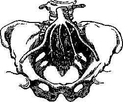 Aolan: figure 5 from the 1928–1936 encyclopedia article