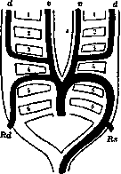 Aolan: figure 7 from the 1928–1936 encyclopedia article