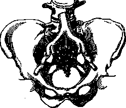 Aolan: figure 3 from the 1928–1936 encyclopedia article