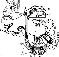 HEARING: figure 1 from the 1928–1936 encyclopedia article
