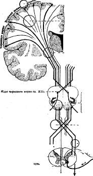 Hemiplegia: figure 1 from the 1928–1936 encyclopedia article
