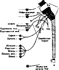 Vegetative Nervous System: figure 7 from the 1928–1936 encyclopedia article