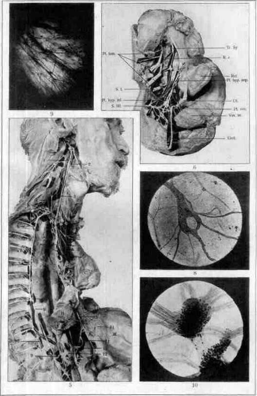Vegetative Nervous System: figure 1 from the 1928–1936 encyclopedia article