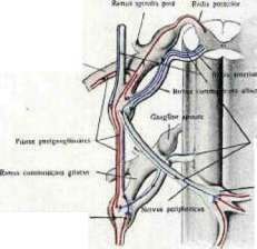 Vegetative Nervous System: figure 2 from the 1928–1936 encyclopedia article