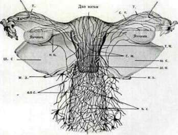 Vegetative Nervous System: figure 3 from the 1928–1936 encyclopedia article