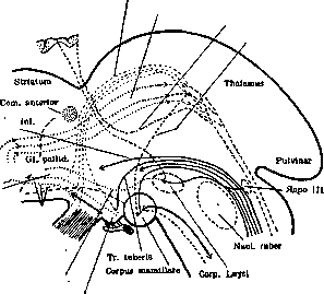 Vegetative Nervous System: figure 13 from the 1928–1936 encyclopedia article
