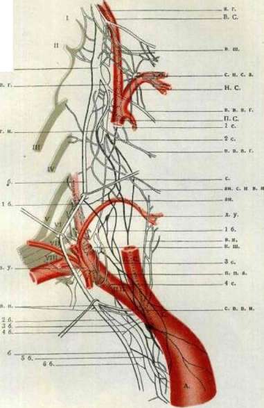 Vegetative Nervous System: figure 8 from the 1928–1936 encyclopedia article