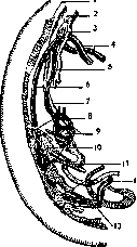 Vegetative Nervous System: figure 5 from the 1928–1936 encyclopedia article