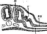 Wolffian Duct: figure 1 from the 1928–1936 encyclopedia article