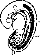 Wolffian Duct: figure 2 from the 1928–1936 encyclopedia article