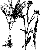 Mustard: figure 1 from the 1928–1936 encyclopedia article
